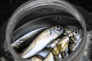 Cold fish