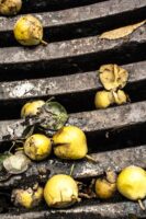 Golden pears