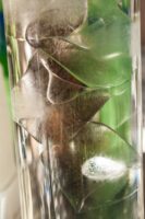 Ice my gin