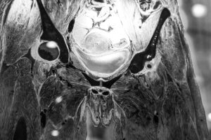 Anatomy of a bird