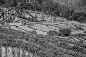 The House and the Rice